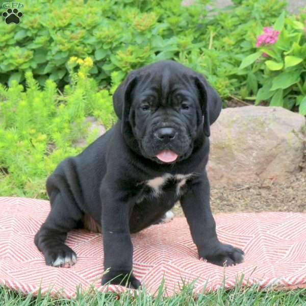 Bonnie, Cane Corso Puppy