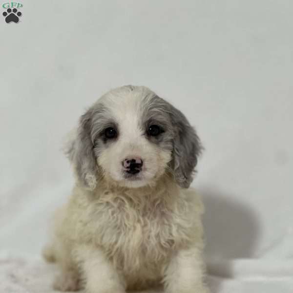 Bonnie, Mini Goldendoodle Puppy