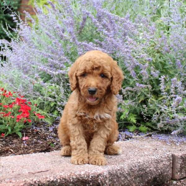 Boomer, Mini Goldendoodle Puppy