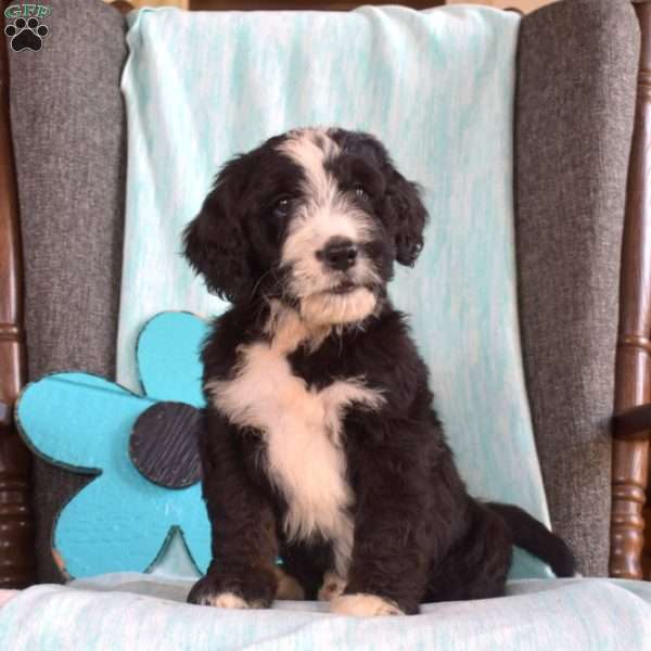 Boomer, Bernedoodle Puppy