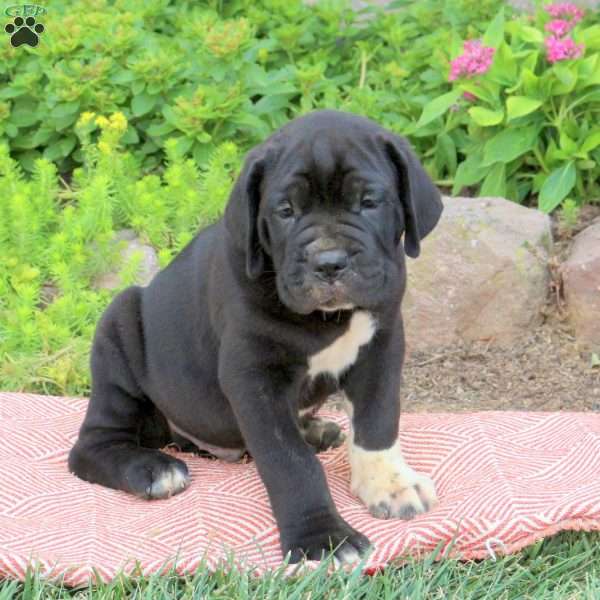 Boone, Cane Corso Puppy