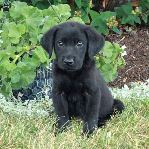 Boris, Black Labrador Retriever Puppy