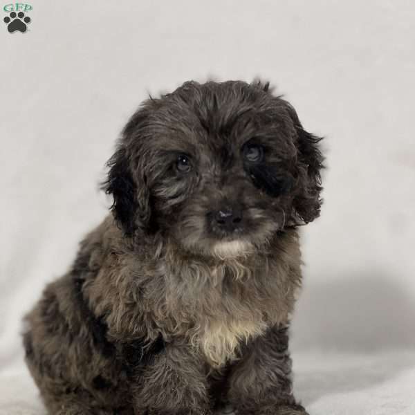 Bowie, Mini Goldendoodle Puppy