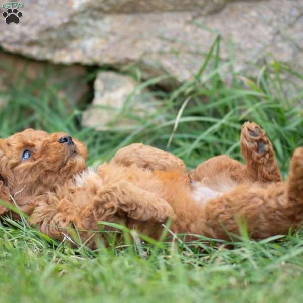 AsherF1B, Mini Goldendoodle Puppy