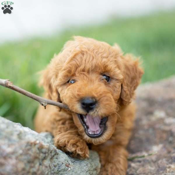 AceF1B, Mini Goldendoodle Puppy