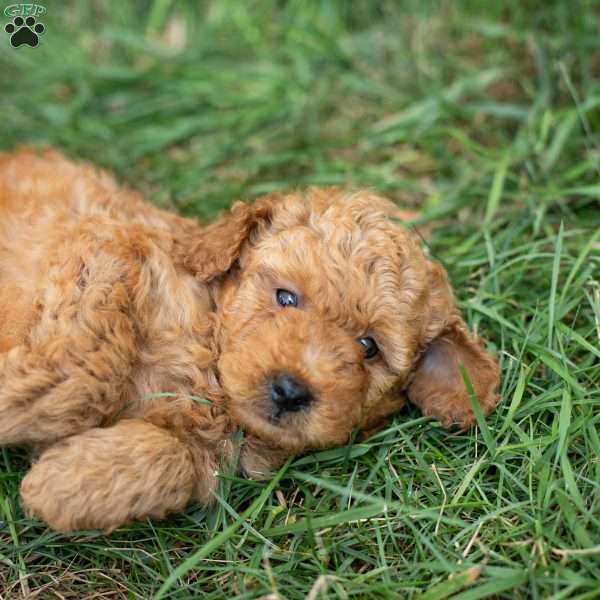 AgentF1B, Mini Goldendoodle Puppy