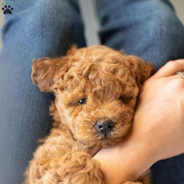 AustinF1B, Mini Goldendoodle Puppy