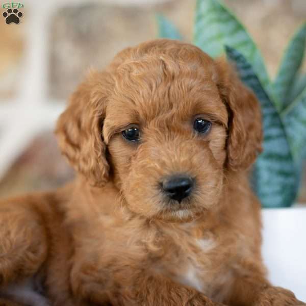 AlexF1B, Mini Goldendoodle Puppy