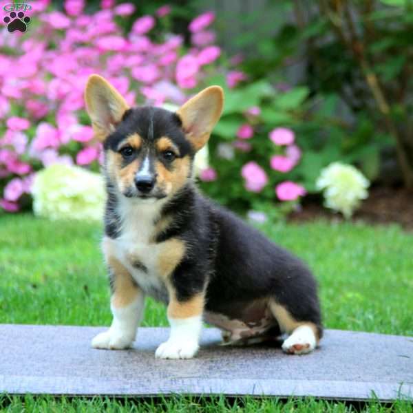 Brad, Pembroke Welsh Corgi Puppy