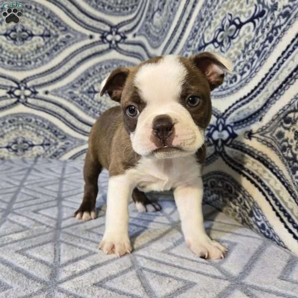 Bradley, Boston Terrier Puppy