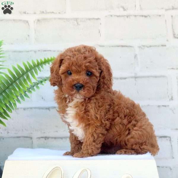 Brady, Cavapoo Puppy