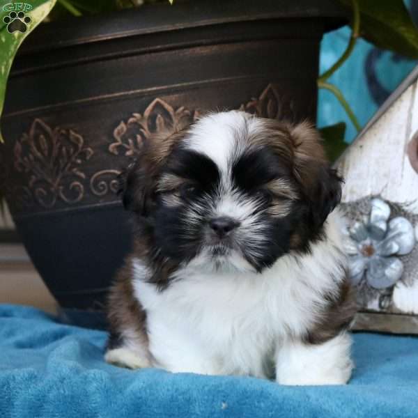 Brandon, Shih Tzu Puppy