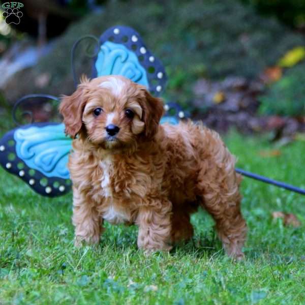 Brandy, Cavapoo Puppy