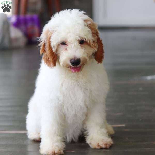 Bree, Cavapoo Puppy