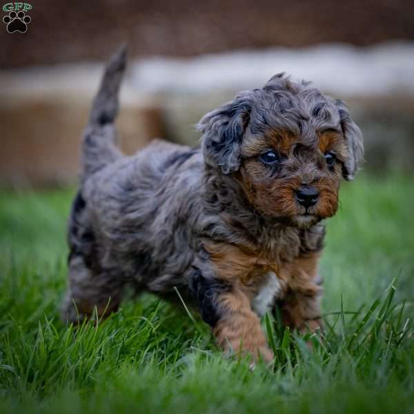 Breeze, Cavapoo Puppy