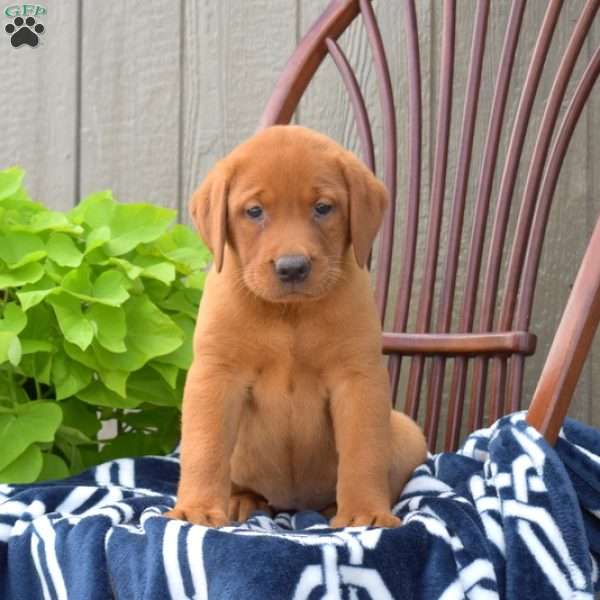 Breeze, Fox Red Labrador Retriever Puppy