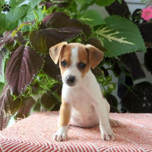 Brenda, Jack Russell Terrier Puppy