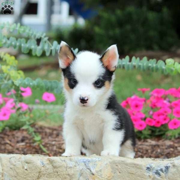 Bri, Pembroke Welsh Corgi Puppy