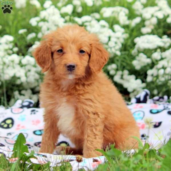 Brianna, Mini Goldendoodle Puppy