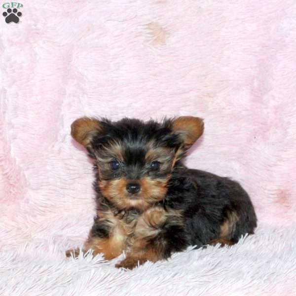 Brianna, Yorkie Puppy