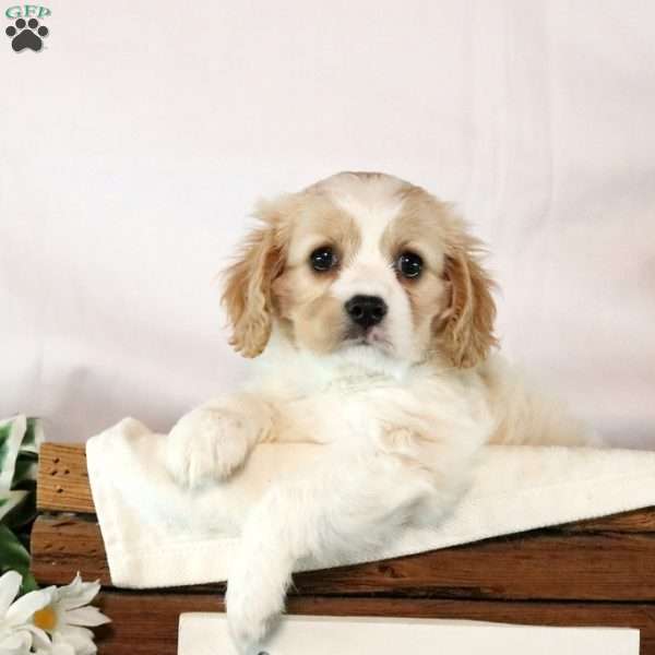 Briar, Cavachon Puppy