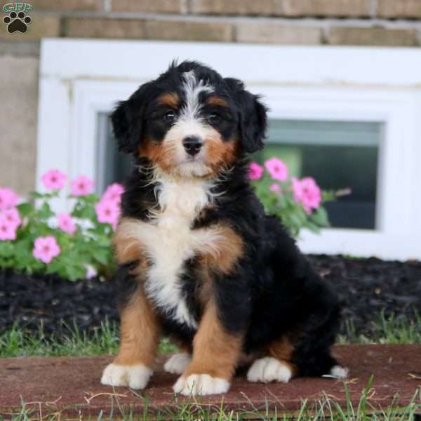 Brie, Bernese Mountain Dog Mix Puppy