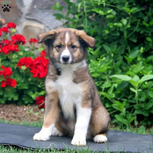 Brie, Australian Shepherd Puppy