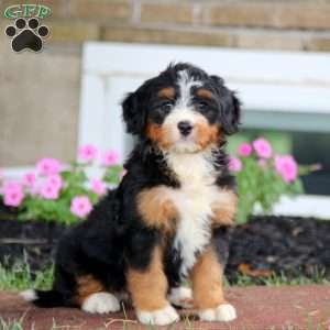 Brie, Bernese Mountain Dog Mix Puppy