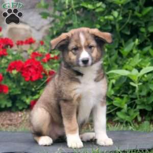 Brie, Australian Shepherd Puppy