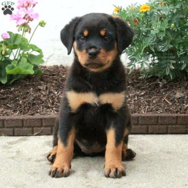 Brielle, Rottweiler Puppy