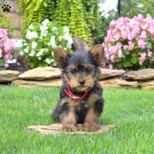 Brisket, Yorkie Puppy