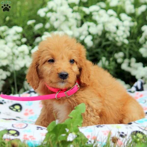 Britney, Mini Goldendoodle Puppy