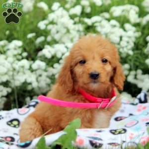 Britney, Mini Goldendoodle Puppy