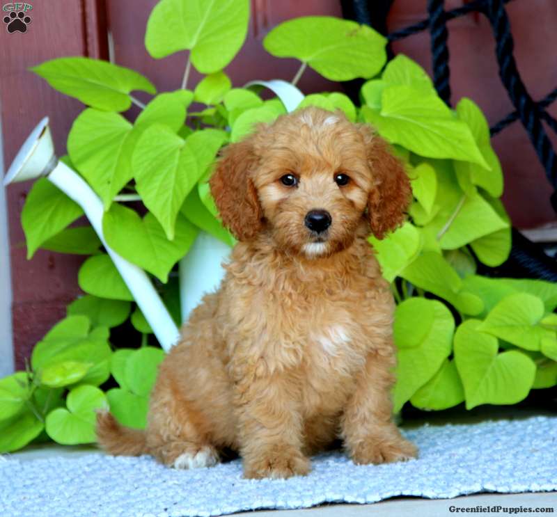 Britney - Mini Goldendoodle Puppy For Sale in Pennsylvania