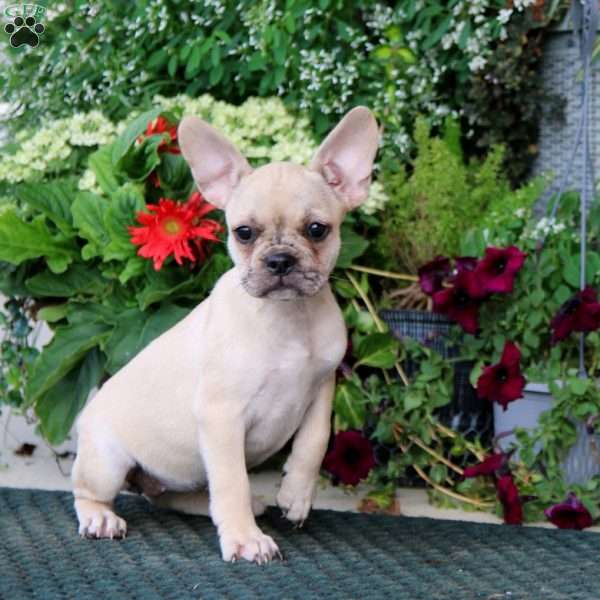 Britney, French Bulldog Puppy