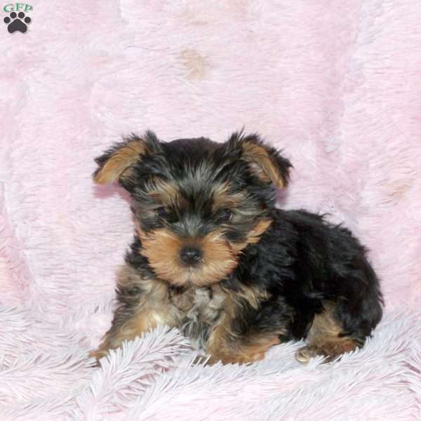 Brittany, Yorkie Puppy