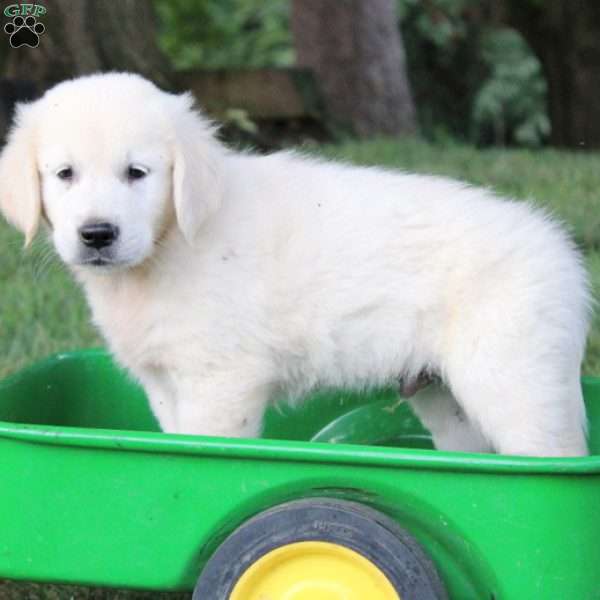 Brockston, English Cream Golden Retriever Puppy