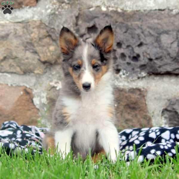 Brody, Sheltie Puppy