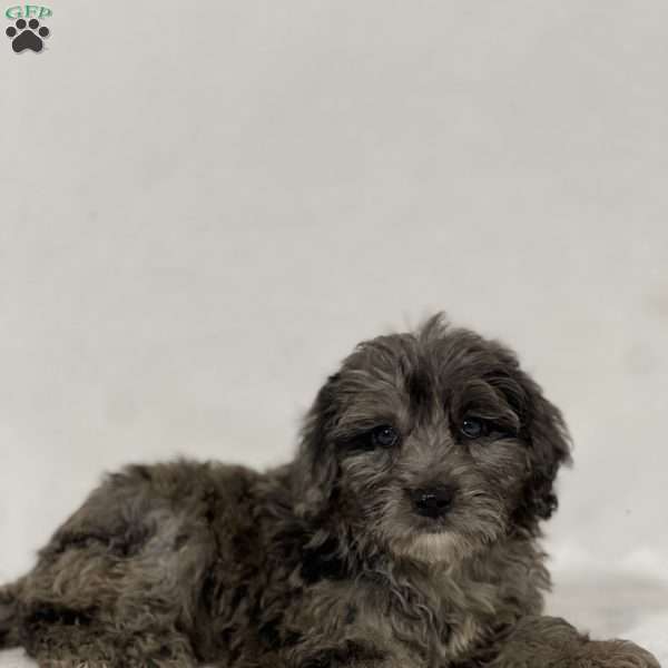 Brody, Mini Goldendoodle Puppy