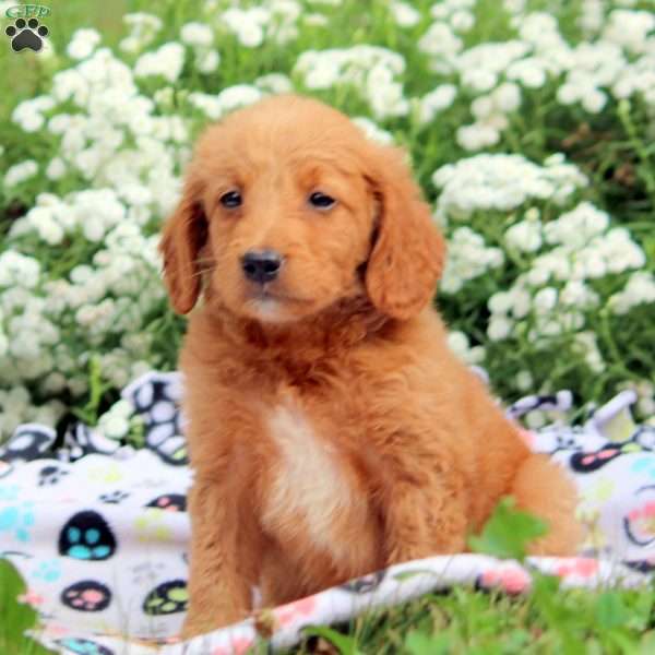 Brooke, Mini Goldendoodle Puppy