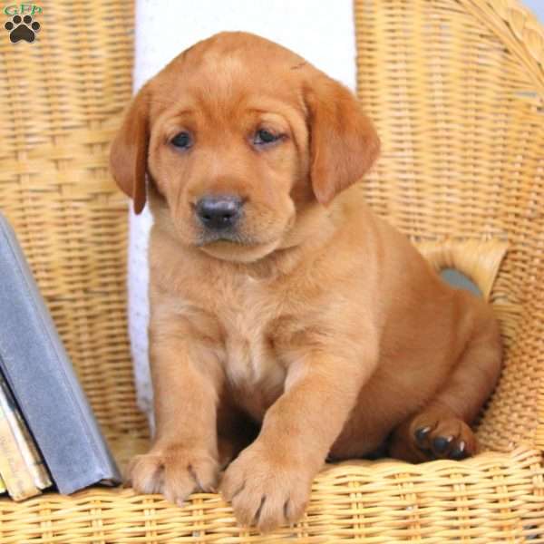 Brooke, Fox Red Labrador Retriever Puppy