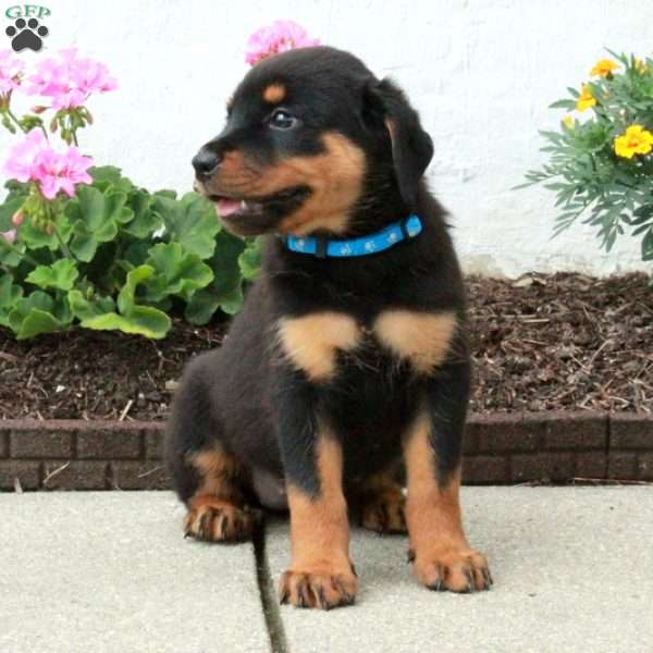 Brooke, Rottweiler Puppy