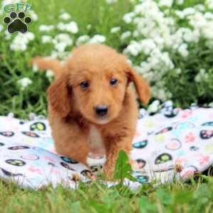 Brooke, Mini Goldendoodle Puppy