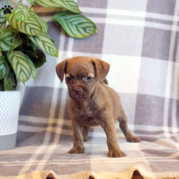 Brownie, Jack Russell Mix Puppy