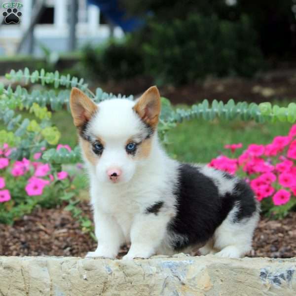 Bruce, Pembroke Welsh Corgi Puppy