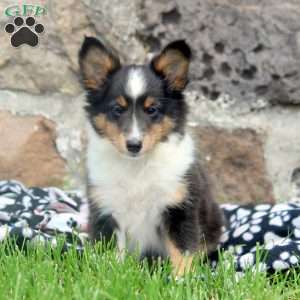 Bruce, Sheltie Puppy