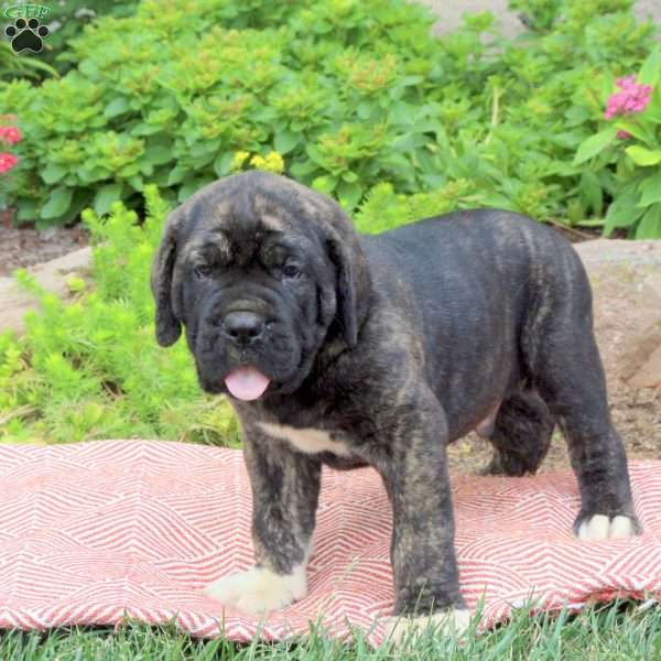 Bruce, Cane Corso Puppy