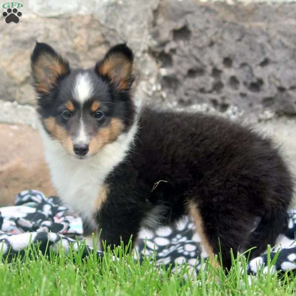 Bruce, Sheltie Puppy