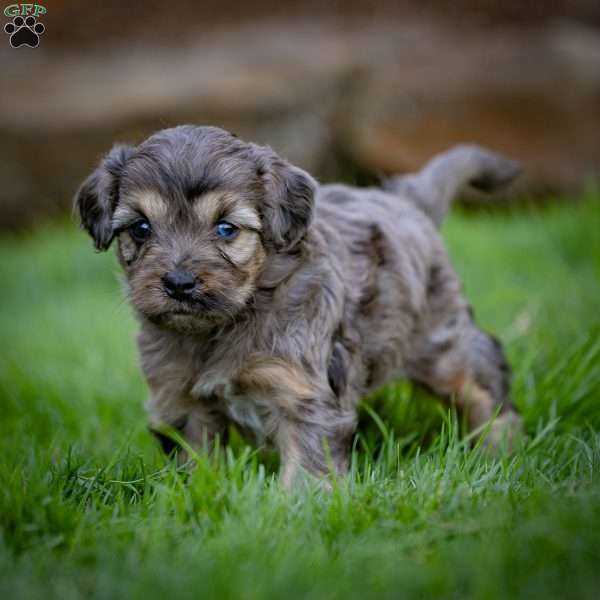 Bruno, Cavapoo Puppy