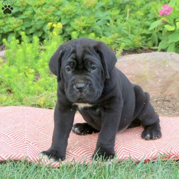 Bruno, Cane Corso Puppy